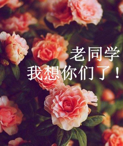 同窗情谊久长，岁月如歌（用心铸就的青春记忆）