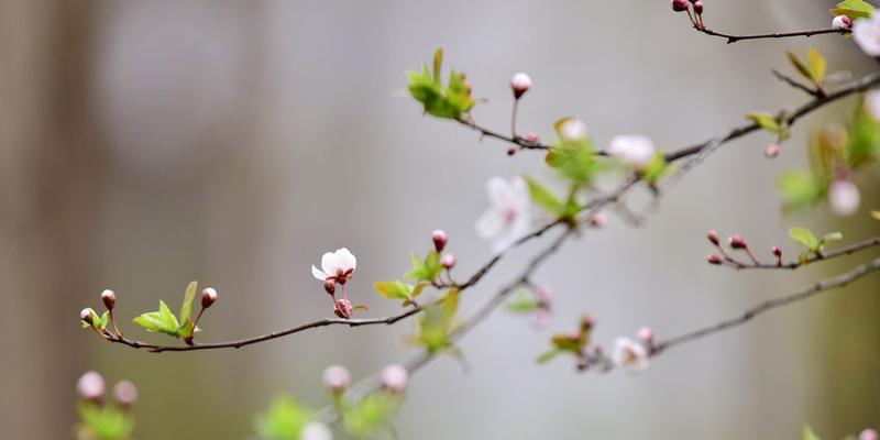 绿意盎然的季节里，一场意外的邂逅（绿意盎然的季节里）