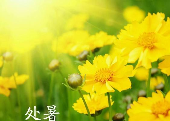 风起时，寄情于夏（风起时）
