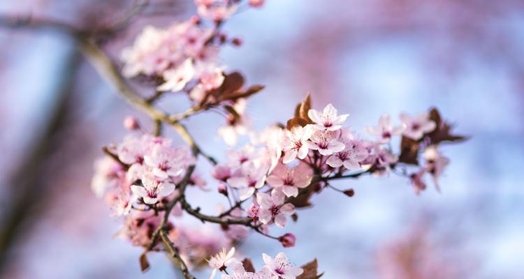 《樱花海·花落知多少》——浪漫之舞