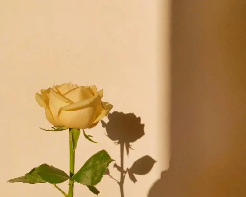 心灵的花园（探寻心灵的美好）