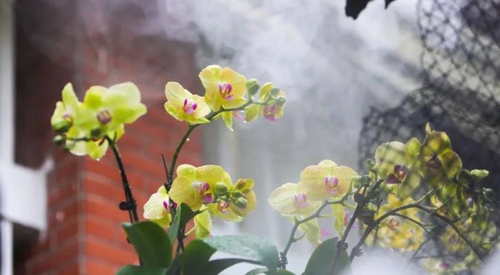 花香千古——一袭花事（感受生命之源）