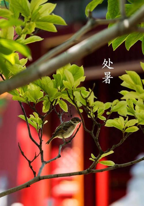 处暑送祝福：温馨祝愿送给你
