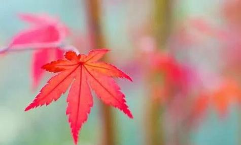 夏日之美（清凉时光下的美好）
