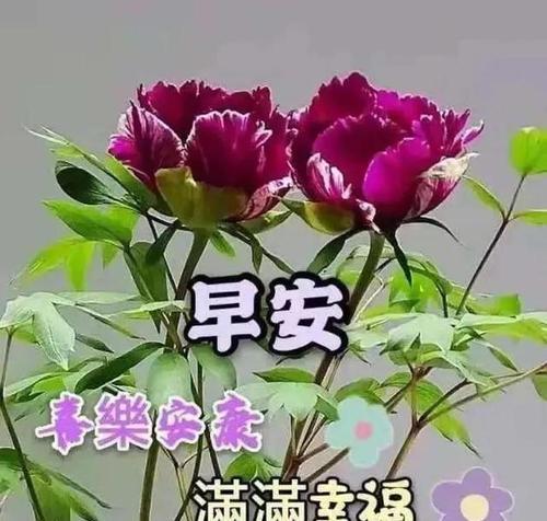 一场美丽的清晨（一场美丽的清晨）