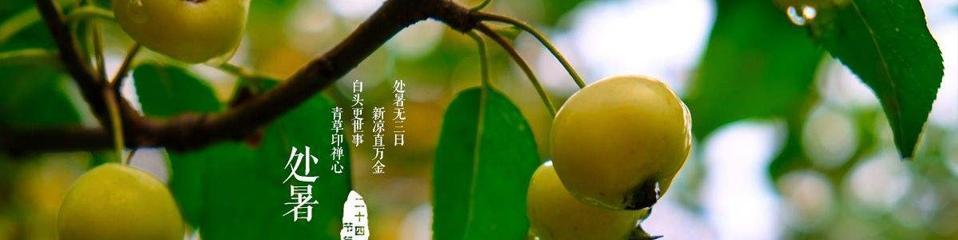 追逐夏日的余晖——2024处暑（唯美短句）