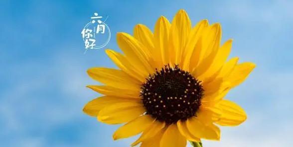 八月你好，让我们共度美好时光（阳光、花海、海滩）