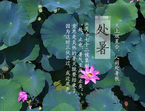 夏日华章，处暑问候（炎热消逝，清凉而至）