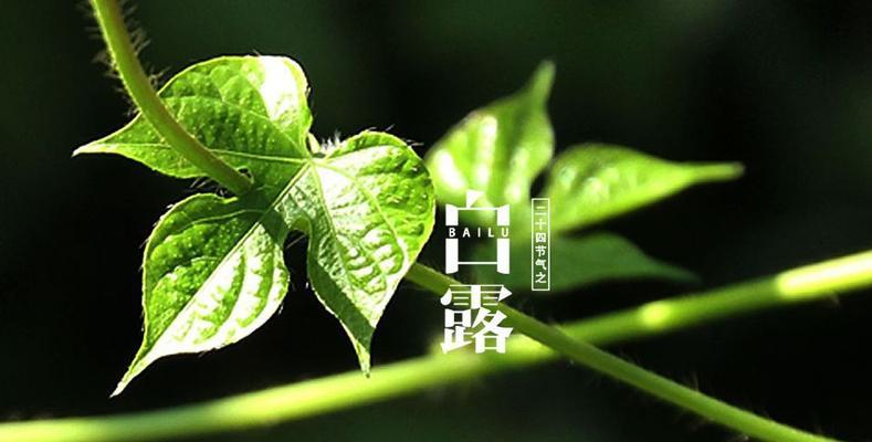 白露节气快乐-秋意渐浓