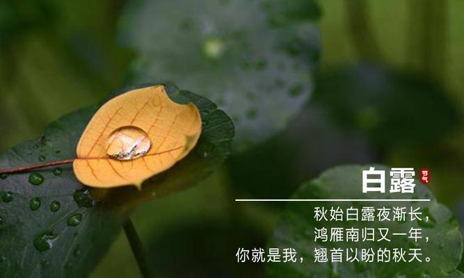 《白露日，凉风至》——白露诗句的唯美意境