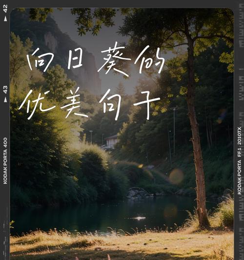 《谷雨葵开：一季芬芳记》