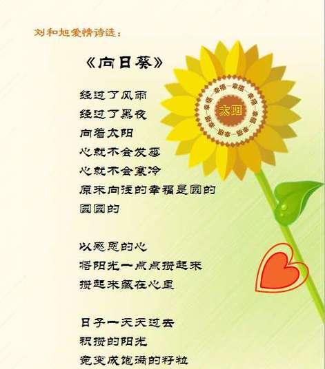 《谷雨葵开：一季芬芳记》