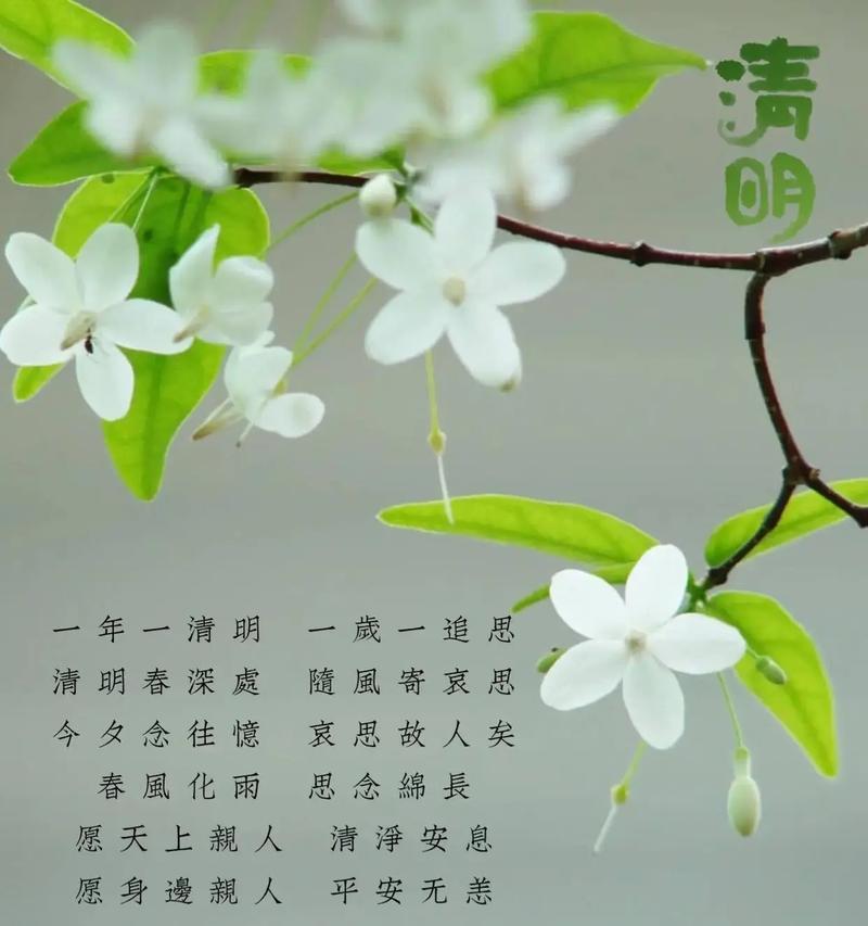 清明随感怎么写（《翠柳轻摇，雨润清明》）