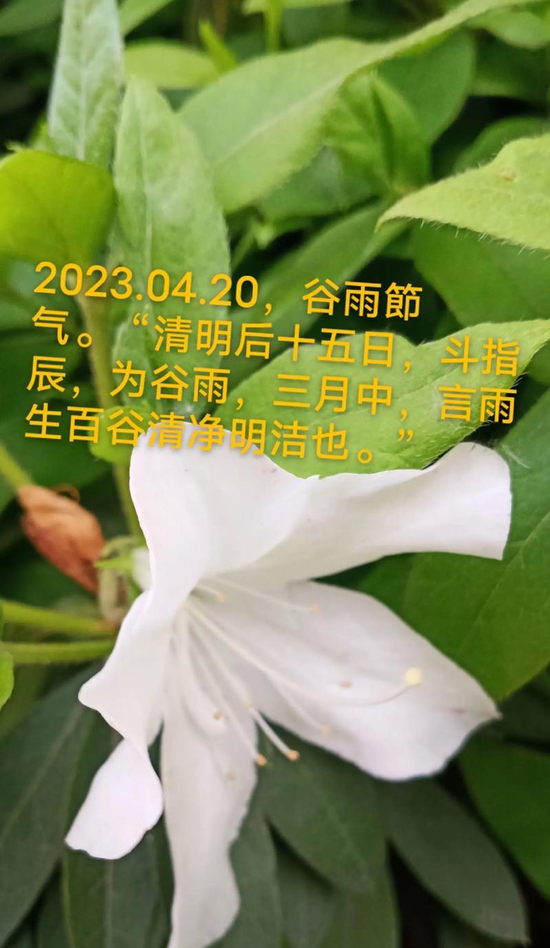 谷雨影音珍藏金句好句有哪些？（《谷雨影音：墨香流转，古韵今声》）