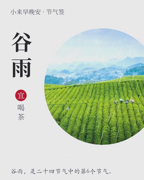 采谷雨茶句子好句有哪些？（《谷雨润心，茶香四溢》）