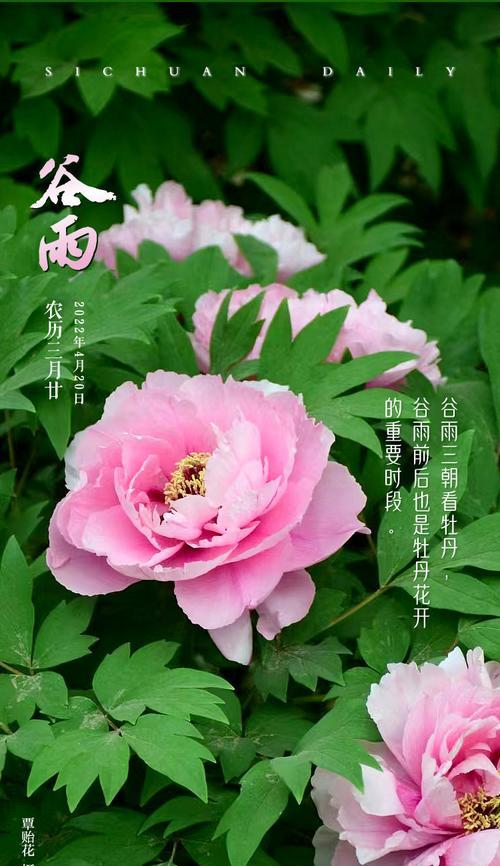 谷雨时节的花信（谷雨花赋）