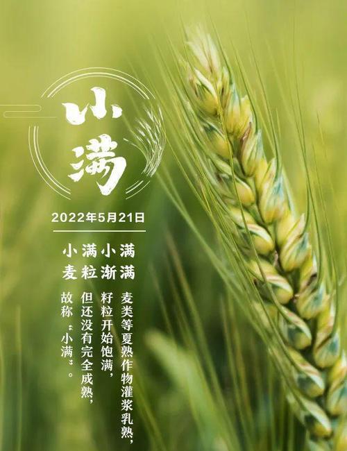 小满时节如何用好句祝福朋友？（《小满之颂：润物细无声，雅意满心田》）