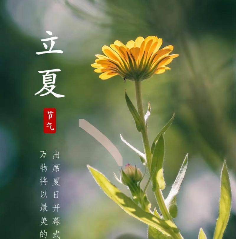 立夏朋友圈怎么发？（《立夏之序：四时更替，万物生长》）