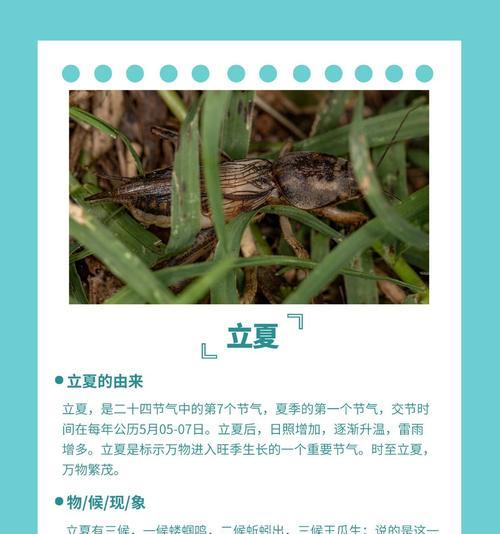立夏节蛋套怎么描写？（《立夏时节，蛋套绘梦》）