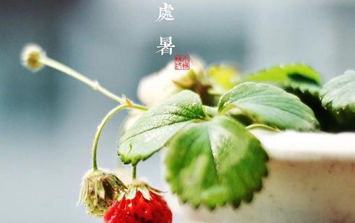 2024年处暑，那份温暖依旧（用短句诠释心情）