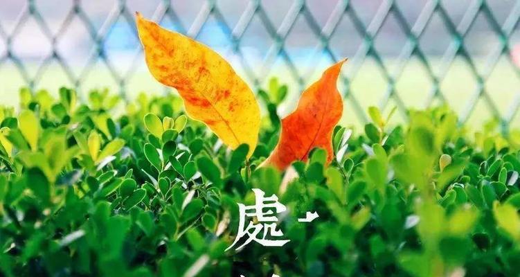 《秋日里的离愁》