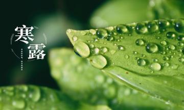 寒露时节，愿你富贵平安（一个美好的祝福）