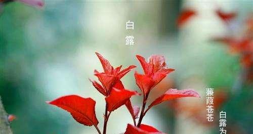 白露温情祝福——以2024白露节气为主题
