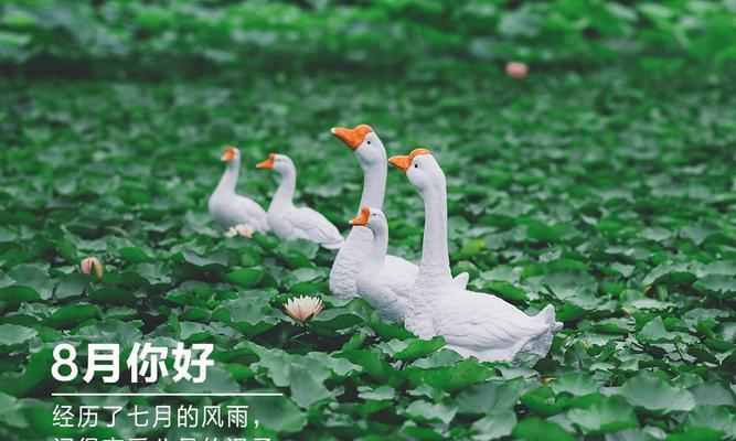与朋友共赏美好八月（那些与朋友一起度过的美好时光）