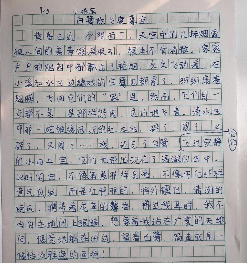 以端午节小白鹭的作文为话题的作文怎么写（《端午佳节，少年与白鹭的缘分》）