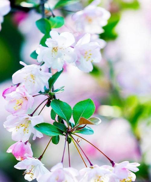 探寻海棠花的美丽与纯洁之意（探寻海棠花的美丽与纯洁之意）