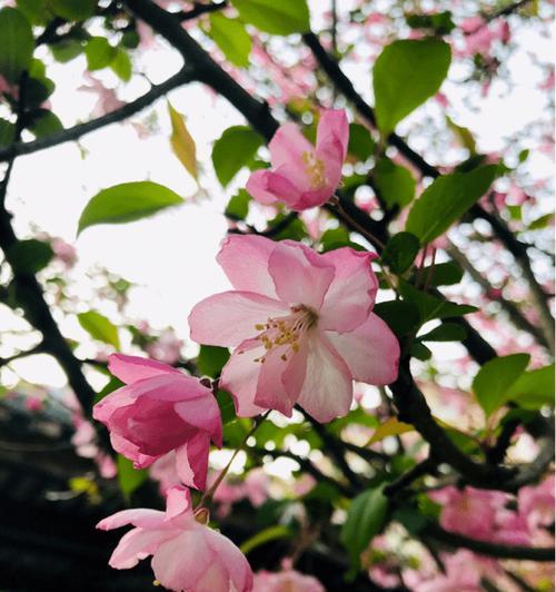 探寻海棠花的美丽与纯洁之意（探寻海棠花的美丽与纯洁之意）