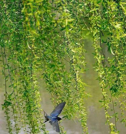 柳意风生（垂柳风姿）