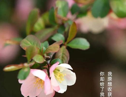 春日漫步，寻找花开的美好（一场寻芳之旅）