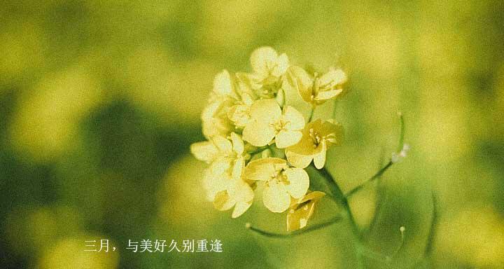重逢时，岁月静好（老友重逢的唯美短句）