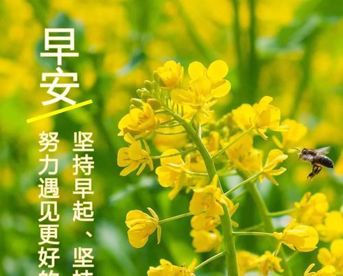 因为你，世界更美好（以唯美的语言）