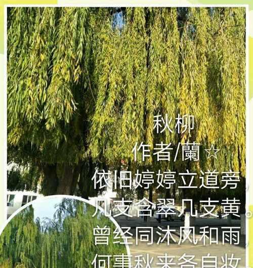 他们的容颜如画（探寻男子俊美之秘）
