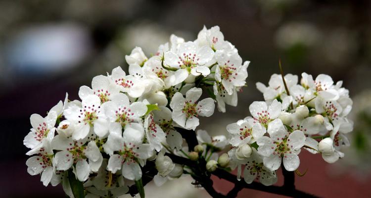 梨花盛开，怀揣美好（以花之名）