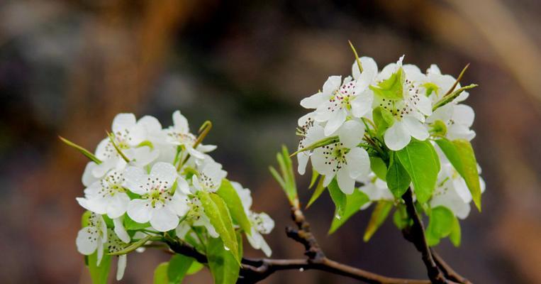 梨花盛开，怀揣美好（以花之名）