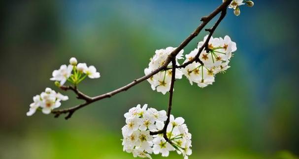 梨花盛开，怀揣美好（以花之名）