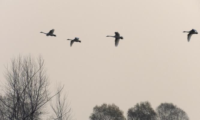 舞动长空的羽翼之美（舞动长空的羽翼之美）