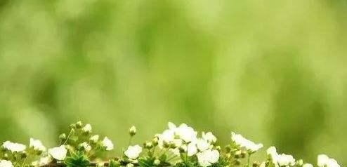 《花开的唯美诗句》