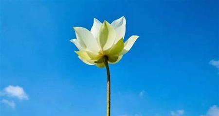 闲情逸致（生活的美学之道）