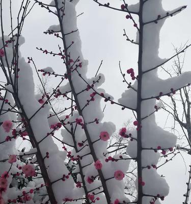 春雪，优美如画（清新脱俗）