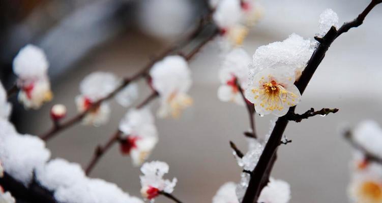春雪，优美如画（清新脱俗）