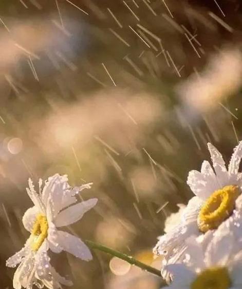 雨中留连（唯美句子阐述）