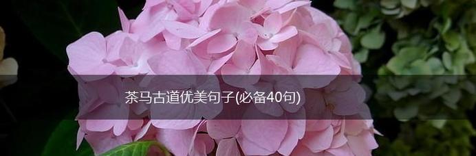 《马》——奔跑在草原上的美丽