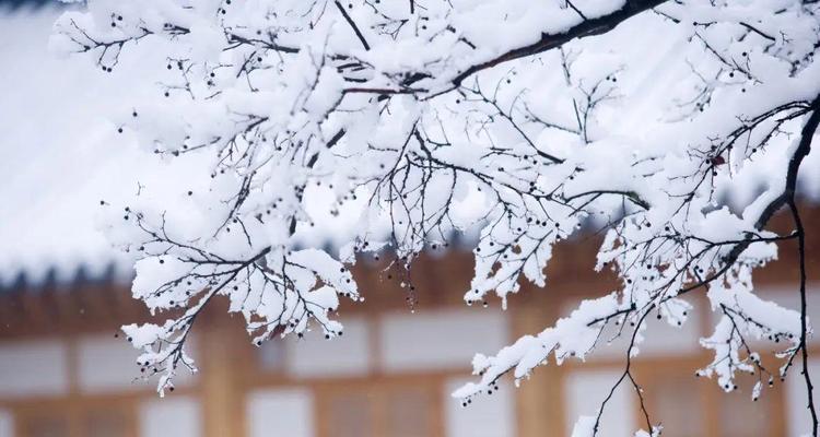 冬雪唯美景致：银白世界