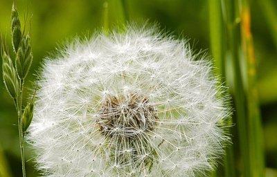暮春时节，紫叶李如梦如幻（暮春时节）