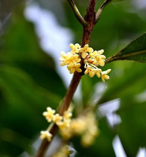 暮春时节，紫叶李如梦如幻（暮春时节）