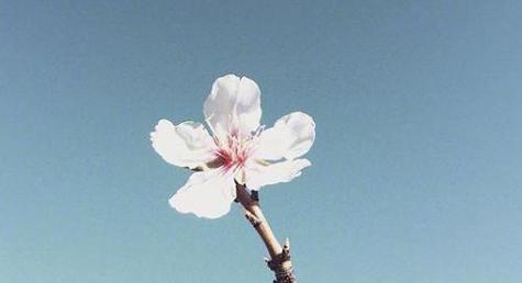 唯美句子，如诗如画（探寻深度与涵养）